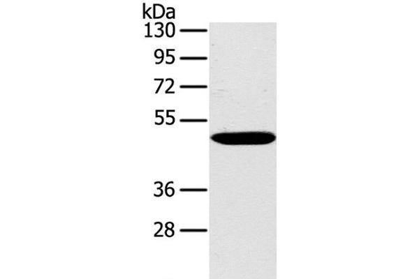 PPP2R3C Antikörper
