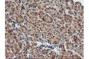 Image no. 1 for anti-Kallikrein 8 (KLK8) antibody (ABIN1498969) (Kallikrein 8 antibody)