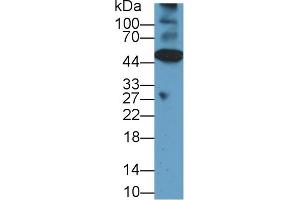 Western Blot; Sample: Mouse Heart lysate; Primary Ab: 1µg/ml Rabbit Anti-Rat CASP12 Antibody Second Ab: 0. (Caspase 12 antibody  (AA 1-244))