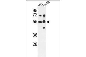 Western blot analysis of CYP21A2 Antibody (N-term) (ABIN392363 and ABIN2842000) in 293, HL-60 cell line lysates (35 μg/lane). (CYP21A2 antibody  (N-Term))