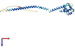 CLEC12B Protein (AA 1-275) (His tag)