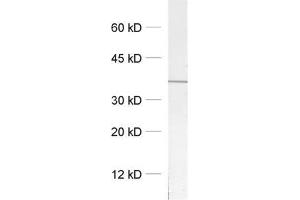 dilution: 1 : 1000, sample: crude synaptosomal fraction of rat brain (P2) (Syntaxin 12/13 (AA 1-250), (Cytoplasmic Domain) antibody)
