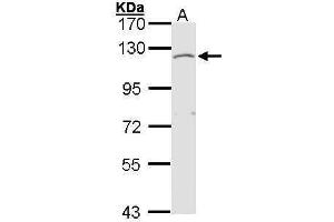 WB Image Sample (30 ug of whole cell lysate) A: Molt-4 , 7. (EXTL3 antibody  (Internal Region))