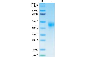 Biotinylated Human TFPI on Tris-Bis PAGE under reduced condition. (TFPI Protein (His-Avi Tag,Biotin))