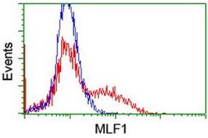 HEK293T cells transfected with either RC202774 overexpress plasmid (Red) or empty vector control plasmid (Blue) were immunostained by anti-MLF1 antibody (ABIN2455803), and then analyzed by flow cytometry. (MLF1 antibody)