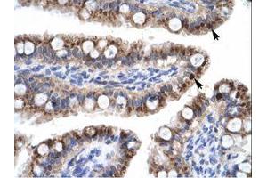 Image no. 1 for anti-Zinc Finger with KRAB and SCAN Domains 7 (ZKSCAN7) (N-Term) antibody (ABIN203250) (Zinc Finger with KRAB and SCAN Domains 7 (ZKSCAN7) (N-Term) antibody)