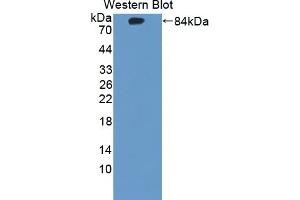 Detection of Recombinant CHRNa7, Human using Polyclonal Antibody to Cholinergic Receptor, Nicotinic, Alpha 7 (CHRNa7) (CHRNA7 antibody  (AA 23-230))