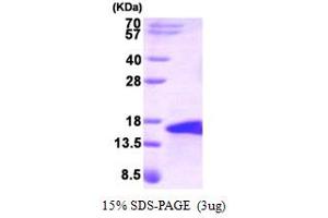 SDS-PAGE (SDS) image for Bone Morphogenetic Protein 5 (BMP5) (AA 317-454) protein (ABIN666779) (BMP5 Protein (AA 317-454))