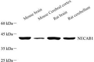 Western blot analysis of NECAB1 (ABIN7074753) at dilution of 1: 500 (NECAB1 antibody)