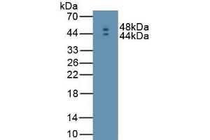 Detection of Recombinant IFNb, Mouse using Polyclonal Antibody to Interferon Beta (IFNb) (IFNB1 antibody  (AA 22-182))