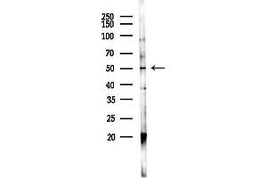 anti-Thyrotropin-Releasing Hormone Receptor (TRHR) antibody