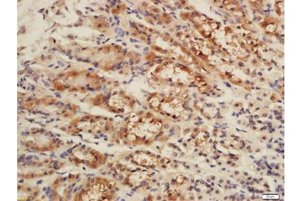 CISD1 antibody  (AA 51-108)