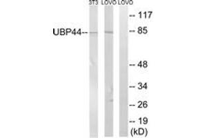 Western blot analysis of extracts from LOVO/NIH-3T3 cells, using USP44 Antibody. (USP44 antibody  (AA 211-260))