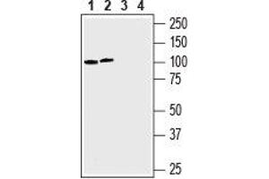 Western blot analysis of human chronic myelogenous leukemia K562 (lanes 1 and 3) and human prostate carcinoma LN-CaP (lanes 2 and 4) cell lines lysates: - 1, 2. (SLC43A1 antibody  (4th Extracellular Loop))