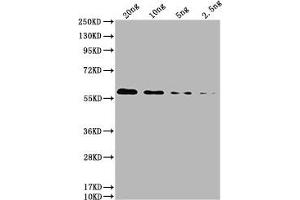 Western Blot Positive WB detected in: HIS fusion protein 2 at 20 ng, 10 ng, 5 ng, 2. (His Tag antibody)