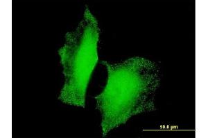 Immunofluorescence (IF) image for anti-Forkhead Box O3 (FOXO3) (AA 361-460) antibody (ABIN515729)