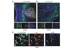 Image no. 1 for anti-Toll-Like Receptor 3 (TLR3) (AA 750-800), (pTyr759) antibody (ABIN210577) (TLR3 antibody  (pTyr759))