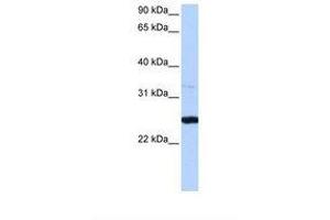 Image no. 1 for anti-phosphoribosyl Transferase Domain Containing 1 (PRTFDC1) (AA 150-199) antibody (ABIN6738515) (PRTFDC1 antibody  (AA 150-199))