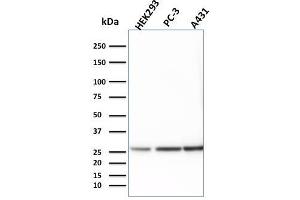 YWHAE antibody