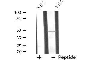 Western blot analysis of extracts from K562 cells using ATG4C antibody. (ATG4C antibody  (N-Term))