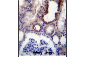 IGSF8 Antibody (Center) (ABIN656323 and ABIN2845622) immunohistochemistry analysis in formalin fixed and paraffin embedded human kidney tissue followed by peroxidase conjugation of the secondary antibody and DAB staining. (IGSF8 antibody  (AA 226-254))
