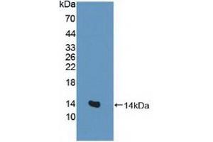 Detection of Recombinant EAAT3, Human using Polyclonal Antibody to Excitatory Amino Acid Transporter 3 (EAAT3) (SLC1A1 antibody  (AA 115-209))