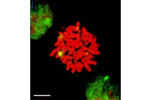 HSF1 (10H8), HeLa cells mitosis (HSF1 antibody  (AA 378-395))