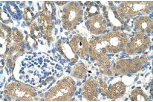 Immunohistochemical staining (Formalin-fixed paraffin-embedded sections) of human kidney with ADH4 polyclonal antibody  at 4-8 ug/mL working concentration. (ADH4 antibody  (Internal Region))