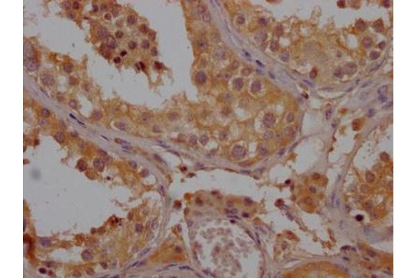 OR52B6 antibody  (AA 18-29)