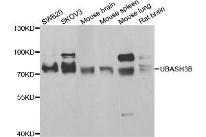 Western blot analysis of extracts of various cell lines, using UBASH3B antibody (ABIN5974296) at 1/1000 dilution. (UBASH3B antibody)