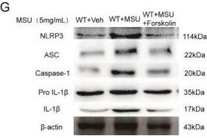 Western Blotting (WB) image for anti-Actin, beta (ACTB) (AA 1-50) antibody (ABIN724340)