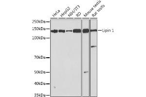 Western blot analysis of extracts of various cell lines, using Lipin 1 Rabbit mAb (ABIN7268281) at 1:1000 dilution. (Lipin 1 antibody)