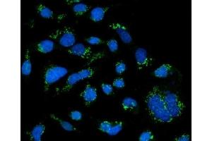 IF analysis of GRASP65/GORASP1 using anti-GRASP65/GORASP1 antibody (ABIN7599953).
