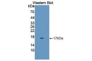 Western Blotting (WB) image for anti-Regenerating Islet-Derived 3 alpha (REG3A) (AA 25-142) antibody (ABIN1863090) (REG3A antibody  (AA 25-142))