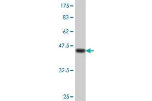 RAD54L antibody  (AA 638-747)