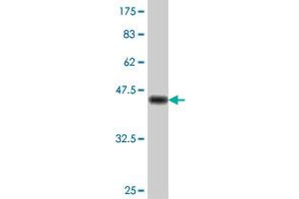 RAD54L antibody  (AA 638-747)