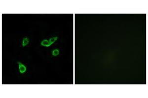 Immunofluorescence analysis of A549 cells, using GPR35 antibody. (GPR35 antibody  (Internal Region))