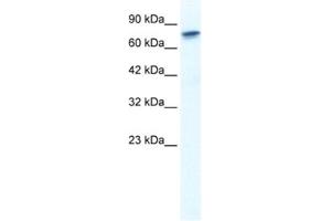 Western Blotting (WB) image for anti-Runt-Related Transcription Factor 2 (RUNX2) antibody (ABIN2461405) (RUNX2 antibody)