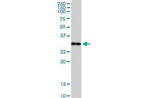 C1QA MaxPab rabbit polyclonal antibody. (C1QA antibody  (AA 1-245))