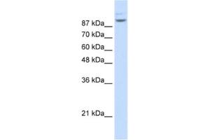 Western Blotting (WB) image for anti-Matrin 3 (MATR3) antibody (ABIN2462282) (MATR3 antibody)