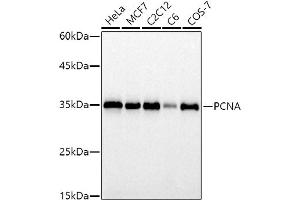 Western blot analysis of extracts of various cell lines, using PCNA antibody (ABIN6133630, ABIN6139020, ABIN6139022 and ABIN7101400) at 1:1000 dilution. (PCNA antibody)