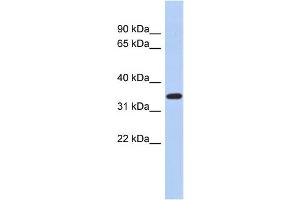 Western Blotting (WB) image for anti-Kruppel-Like Factor 6 (KLF6) antibody (ABIN2458157) (KLF6 antibody)