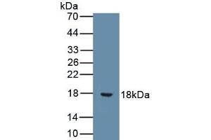 Detection of Recombinant IL9, Human using Monoclonal Antibody to Interleukin 9 (IL9) (IL-9 antibody  (AA 19-144))