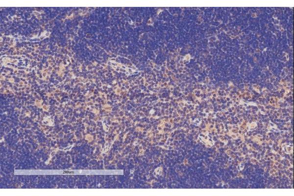 TFEC antibody  (Internal Region)