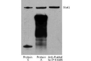Rabbit IP / Western Blot: Jurkat cell lysate (0. (Rabbit TrueBlot® Western Blot Kit)