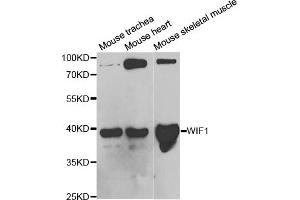 Western blot analysis of extracts of various cell lines, using WIF1 antibody (ABIN5973119) at 1/1000 dilution. (WIF1 antibody)