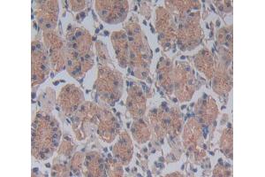 Used in DAB staining on fromalin fixed paraffin- embedded Kidney tissue (CDC23 antibody  (AA 366-597))