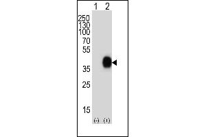 Western blot analysis of lysate from 293T cell line, using CD38 Antibody at 1:1000. (CD38 antibody  (C-Term))