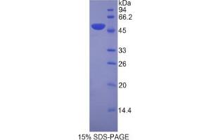 SDS-PAGE analysis of Mouse LEFTY1 Protein.
