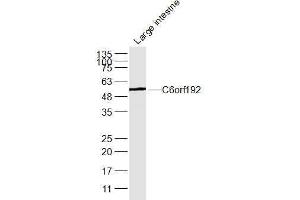 Mouse Large intestne lysates probed with C6orf192 Polyclonal Antibody, Unconjugated  at 1:300 dilution and 4˚C overnight incubation.